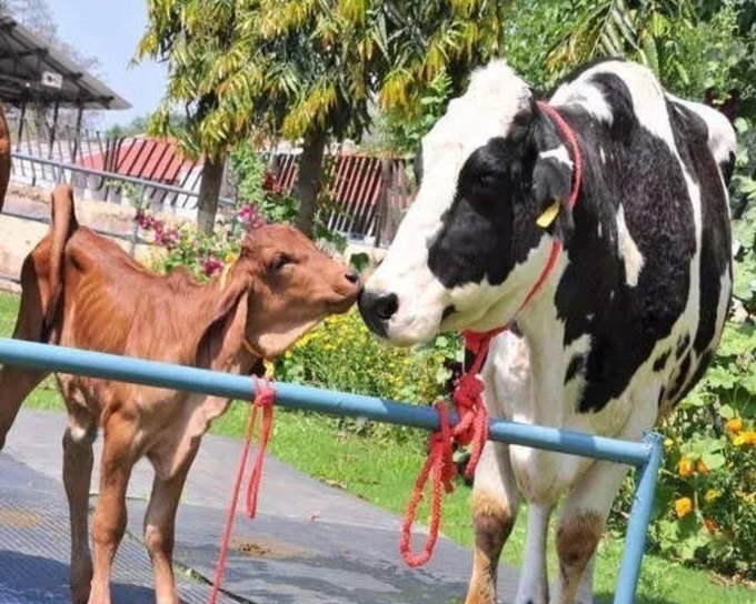 First #Sahiwal calf born through #embryotransfer #technology in #AndhraPradesh. The calf was born at SV #Goshala in #Tirupati and has been named Padmavati.