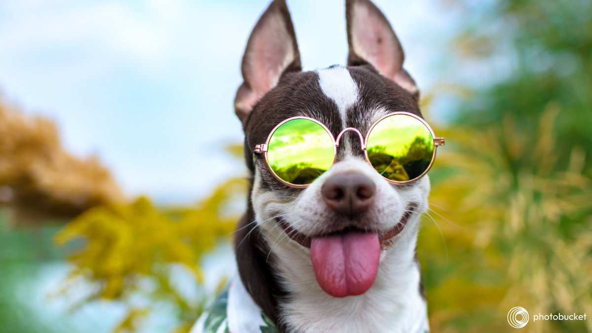 It’s National Sunglasses Day today. 😎 A 100% UV rating will protect your eyes. 🕶️ #Photobucket will protect your photos & videos. 📸 🎥 #cloudstorage #NationalSunglassesDay