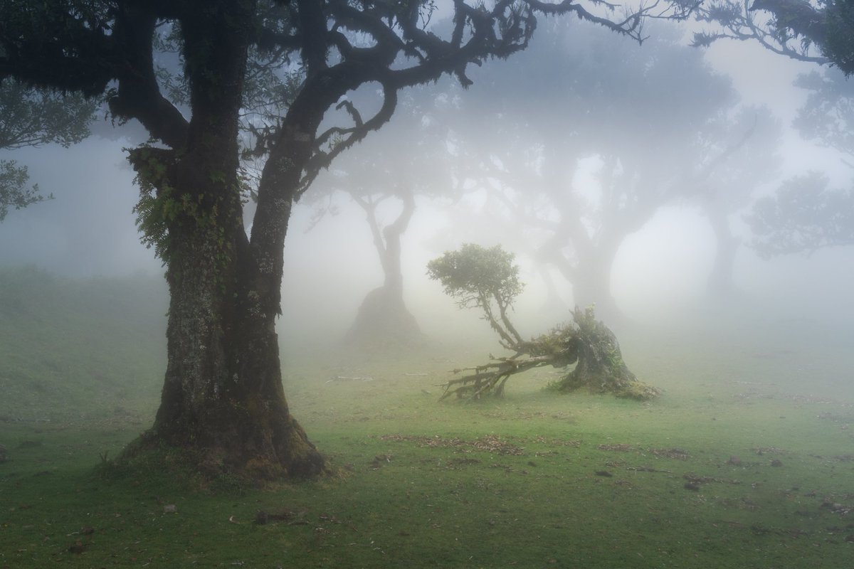 A broken tree in the mist #tuesdaytree