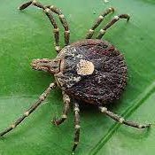 Com a visibilidade para a febre maculosa, uma doença cujo vetor pode ser o CARRAPATO, temos que lembrar que outras doenças também podem usá-lo como vetor.

E uma delas teve seu PRIMEIRO ÓBITO CONFIRMADO NO MUNDO, no Japão: vamos falar do vírus Oz, que não tem nada de mágico 🧶👇