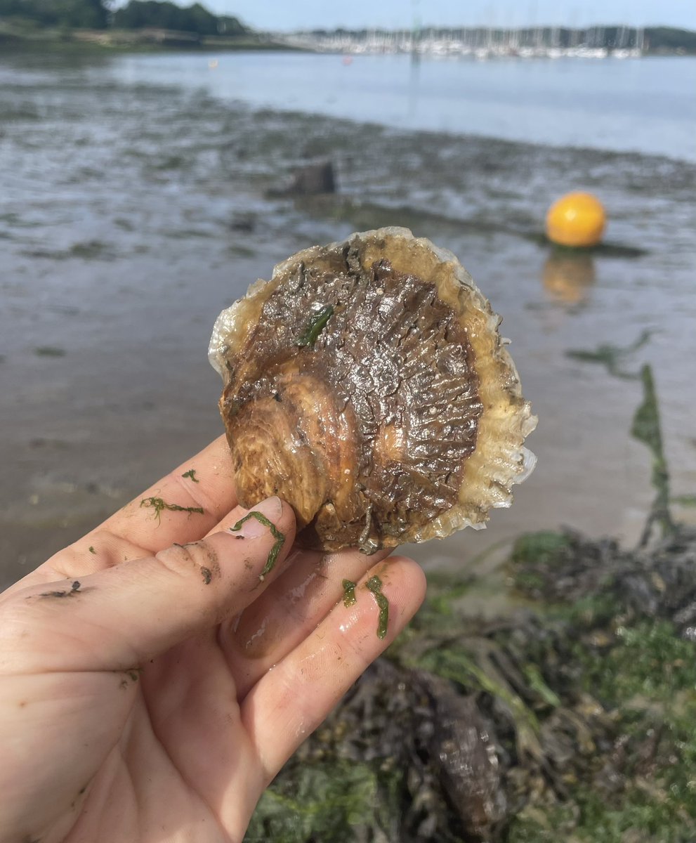 solentnative's tweet photo. Since the #oyster deployment in April many individuals have shown impressive growth - this particular oyster lives in an intertidal system in River Hamble - making the most out of the abundance of algae this time of year.
@solentseascape
#returnofthenative https://t.co/BQ2c6WyOSp