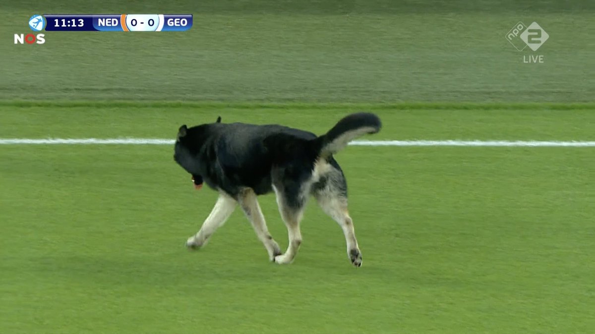 📸 - The game has been put on hold. There is a dog on the pitch.