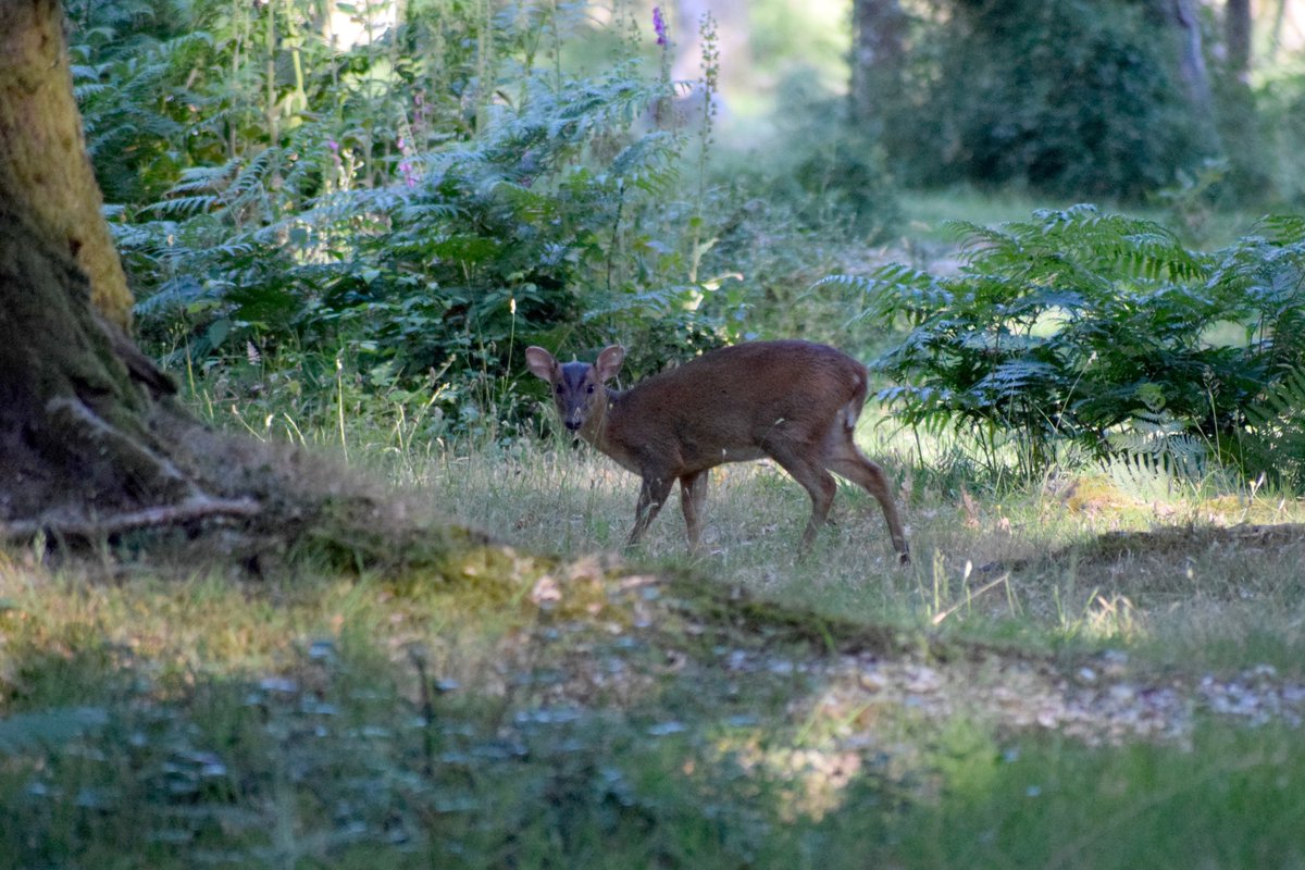 Good afternoon, from Devon. My poor father has stage 4 cancer and losing a bit of his memory. Trying to sort out help for him 👨‍⚕️👩‍⚕️🩺💉💊😷 Have a lovely Tuesday 🤗💜🌍🇺🇦🕊️ #Deer #Muntjac #Doe #TwitterNatureCommunity @BritishDeerSoc @Natures_Voice