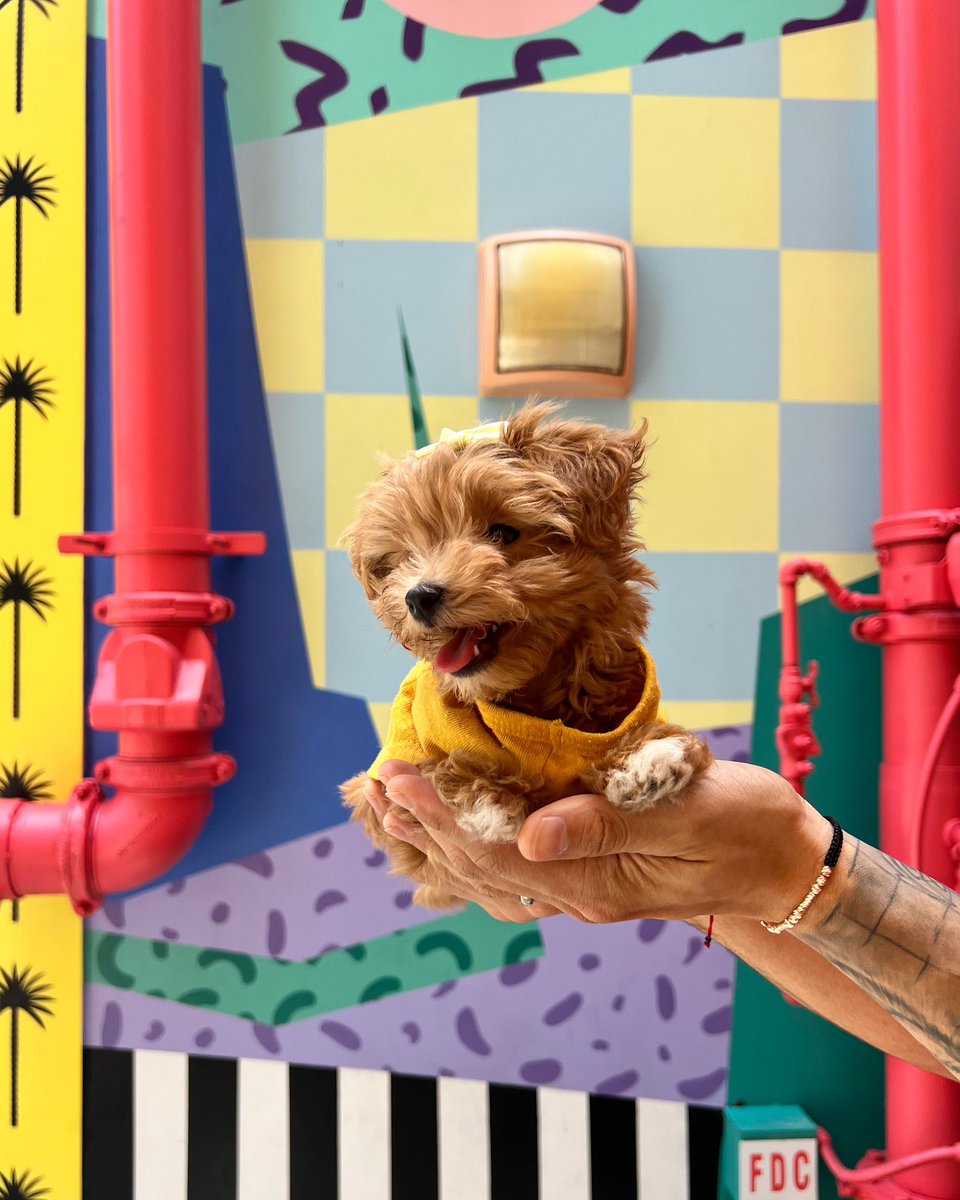 Doggie day off. Tag @miamidesigndistrict for your pups to be featured ☀️🐶