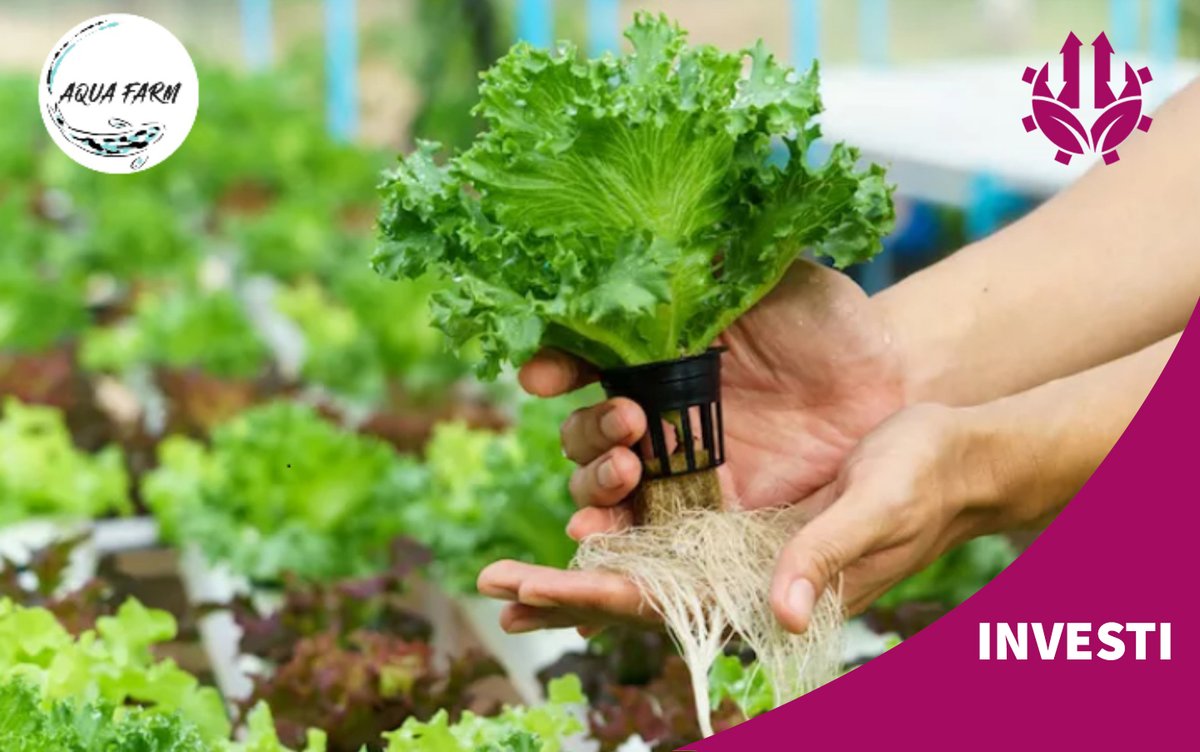 Aqua Farm Società Benefit è una startup innovativa che opera nel mercato dell’#agritech per rendere più profittevole e sostenibile il settore agroalimentare.
investimento).

Vai alla Pagina Progetto! ⬇️
ecomill.it/progetto/?prog…

#acquaponica #crowdfunding #equitycrowdfunding