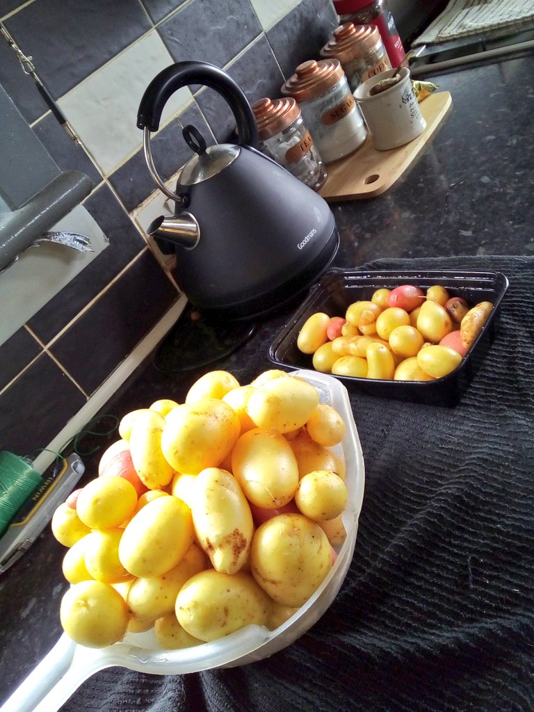 Fresh #Homegrown #potatoes #spuds
#raisedbeds 
#tubs