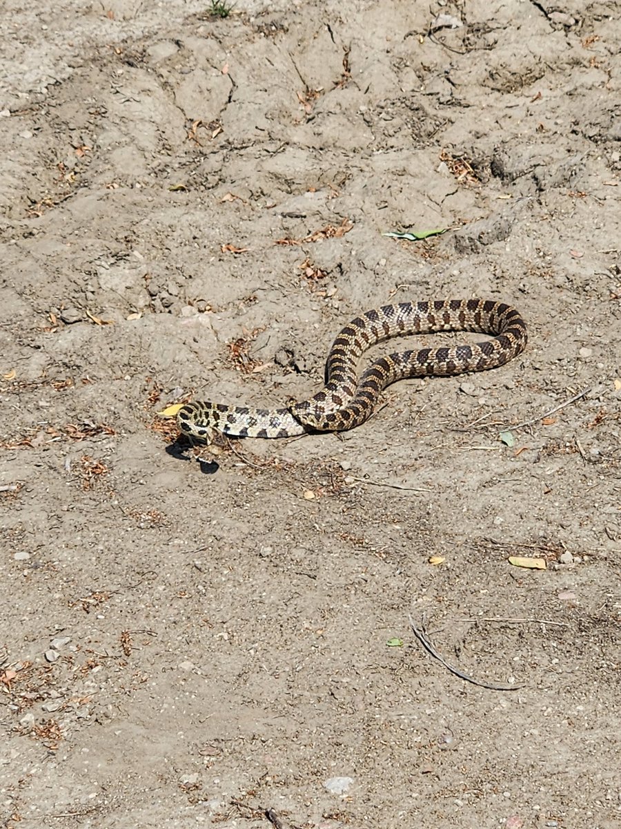 dawfnerr's tweet photo. Had a visitor at work today 😊😊😊

Pretty sure it's just a bullsnake.

#wildlife #bullsnake https://t.co/lRrskfWYb5