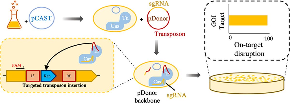 Our latest: "CRISPR-associated transposase for targeted mutagenesis in diverse Proteobacteria" just out in <a href="/ACSSynBio/">ACS Synthetic Bio</a> 

pubs.acs.org/doi/10.1021/ac…