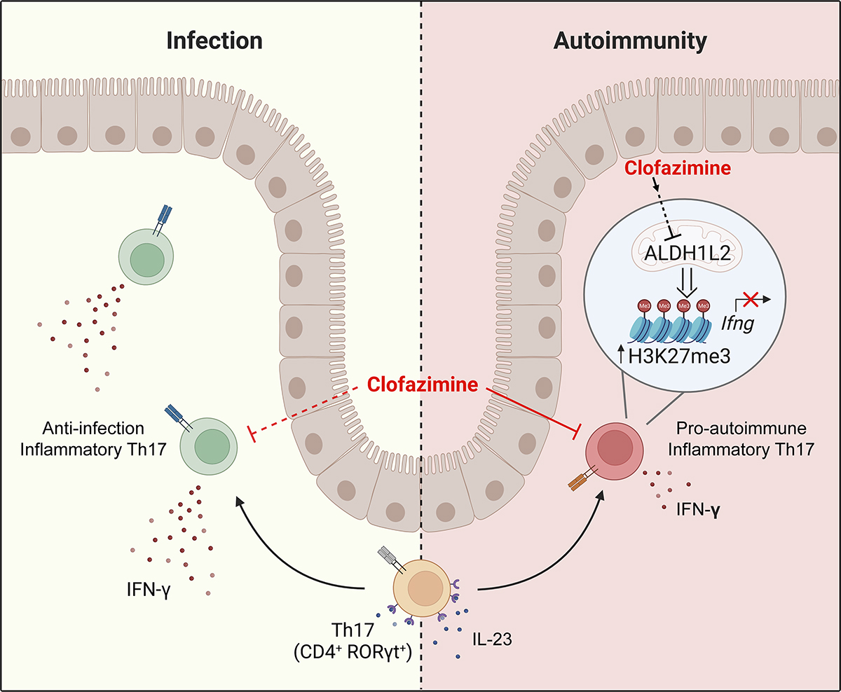 JExpMed's tweet photo. .@rj_bouch, Zhiheng He, et al @wakeforestmed show that, while inflammatory Th17 cells produce IFN-γ in both #autoimmunity &amp; infection, they display distinct transcriptional and metabolic features that may allow precise therapeutic targeting. https://t.co/O4thyuBBwf https://t.co/b6DHdbwqZB