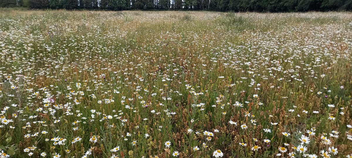 Awesome to see lots of bees, butterflies and flowers around the cultivated margins and within pollen and nectar strips on a farm I visited yesterday for the Jordans Farm Partnership. <a href="/JordansCereals/">Jordans Cereals</a> <a href="/WildlifeTrusts/">The Wildlife Trusts</a> <a href="/wildlifebcn/">The Wildlife Trust for Beds, Cambs & Northants</a>