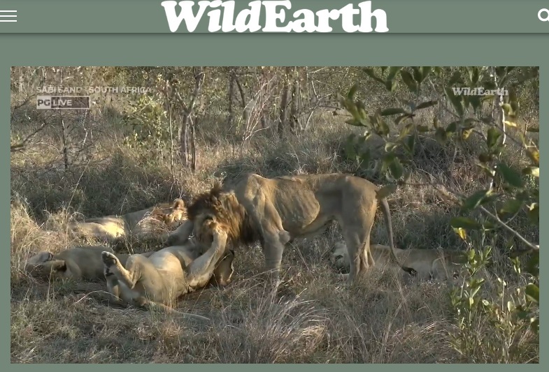 Thank you very much for the sunset safari! Good night😆 #wildearth