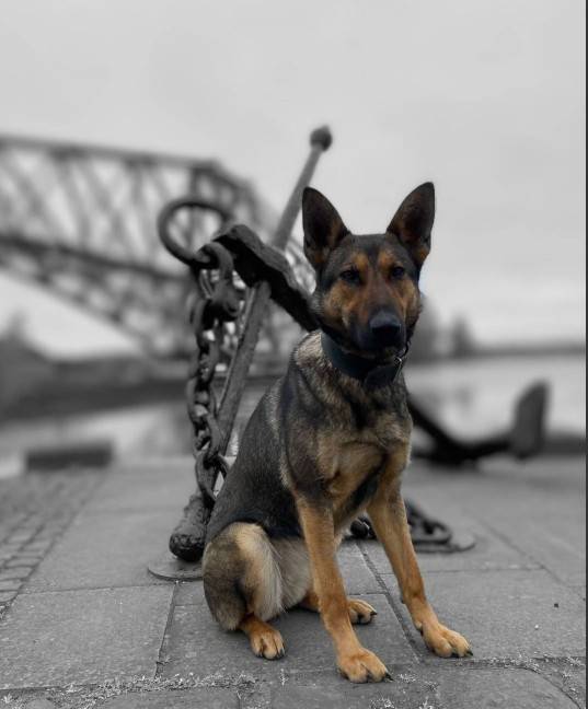 PSOSDogs's tweet photo. Working as a team today, near Cardenden, #PDCali &amp; #S329, along with #PDStig &amp; #S304, searched expansive woodland looking for a missing vulnerable, 14-year-old boy. Thanks to their tenacity, PD Cali found him after 2 hours of searching. He's now safe with family.

#WereHereToHelp https://t.co/N4OoQCoC8G