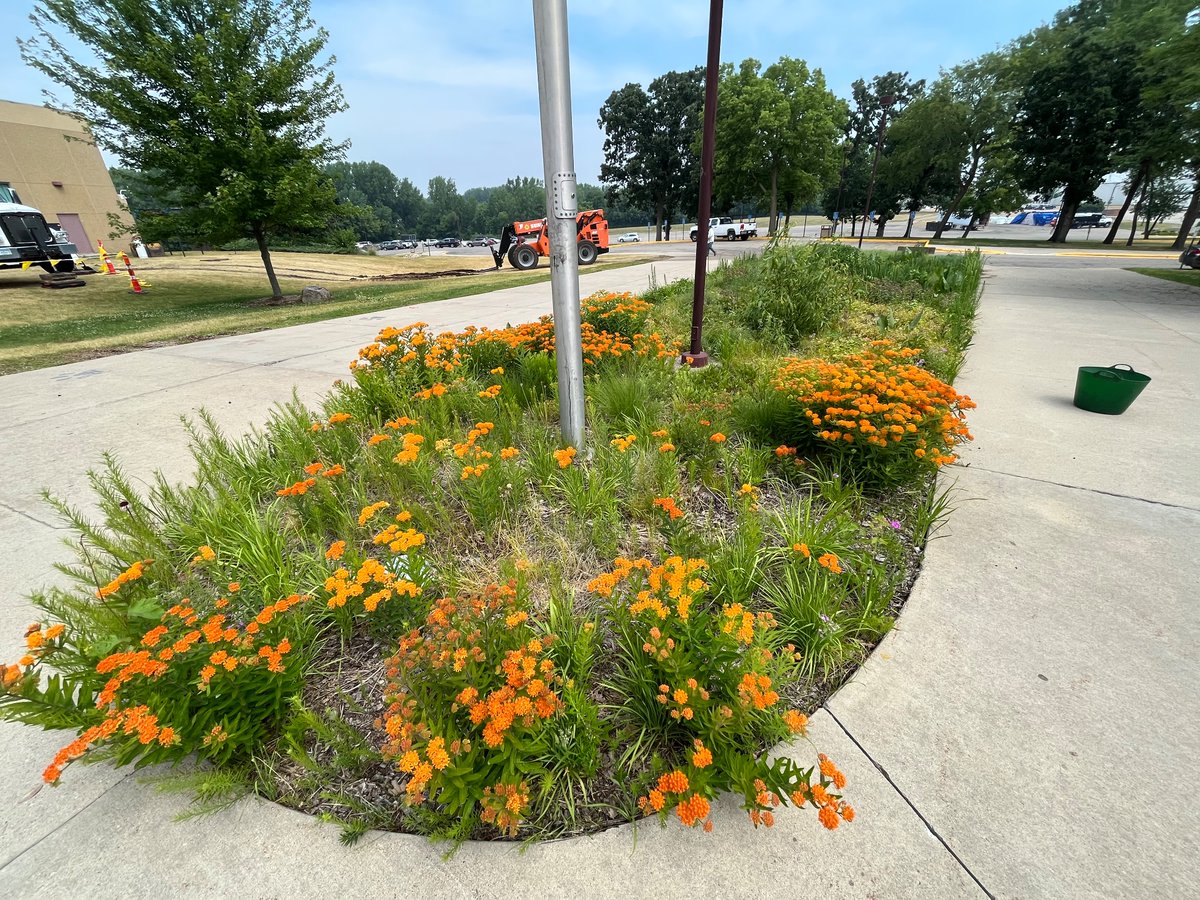 Dustin Demmer on Twitter "The Albert Lea High School native plant