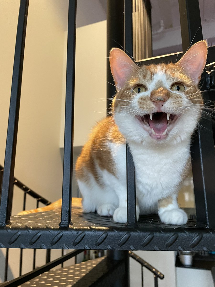 he just got out of the litter box so there’s litter stuck to his nose lmao