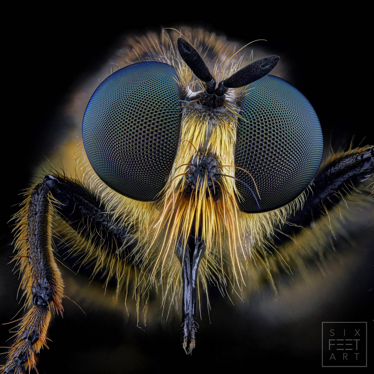 Asilidae fly, Choerades fimbriata.
Look at these eyes😳

#diptera #insects #fly