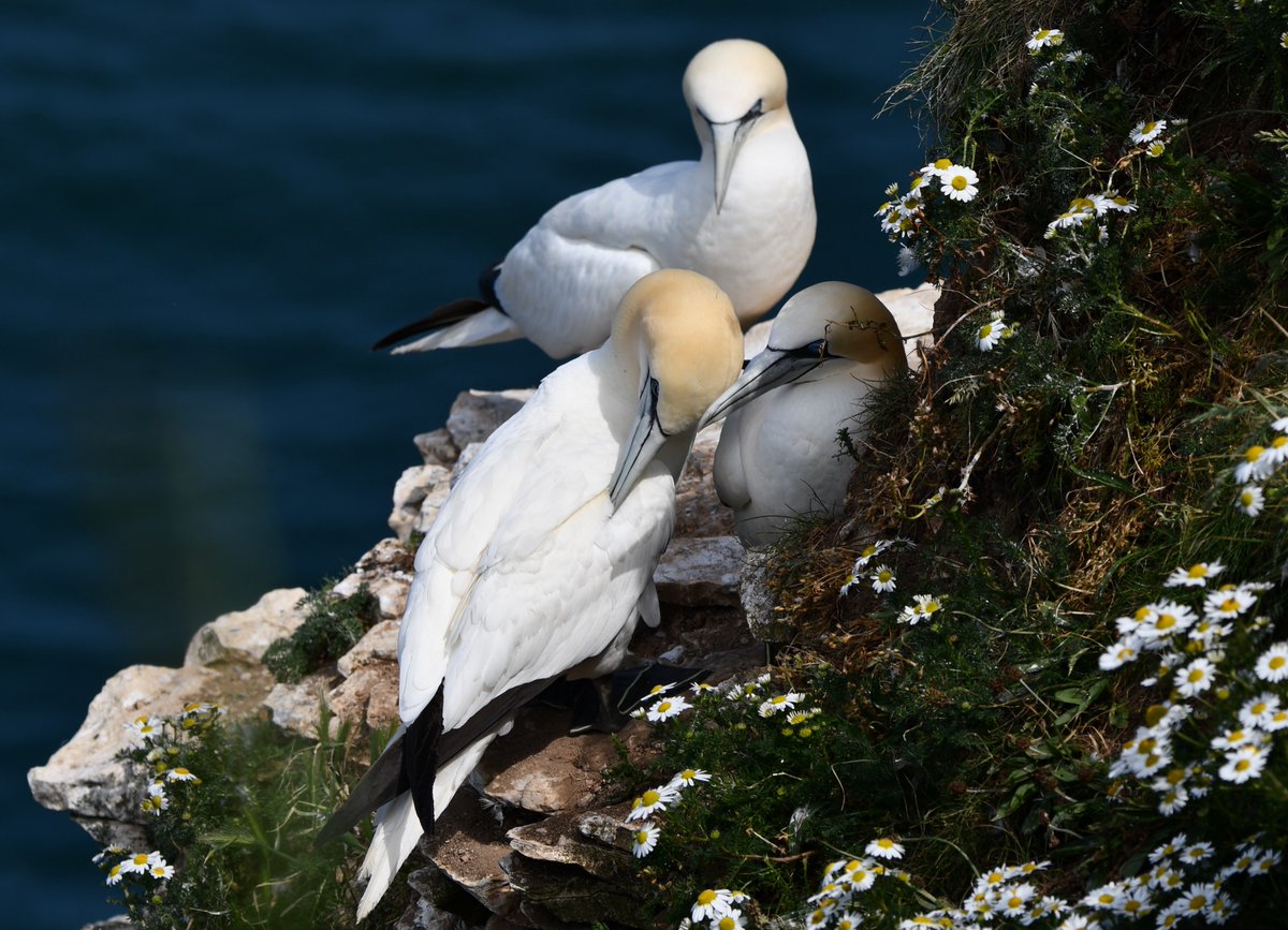 Prof Simon Pringle tweet media