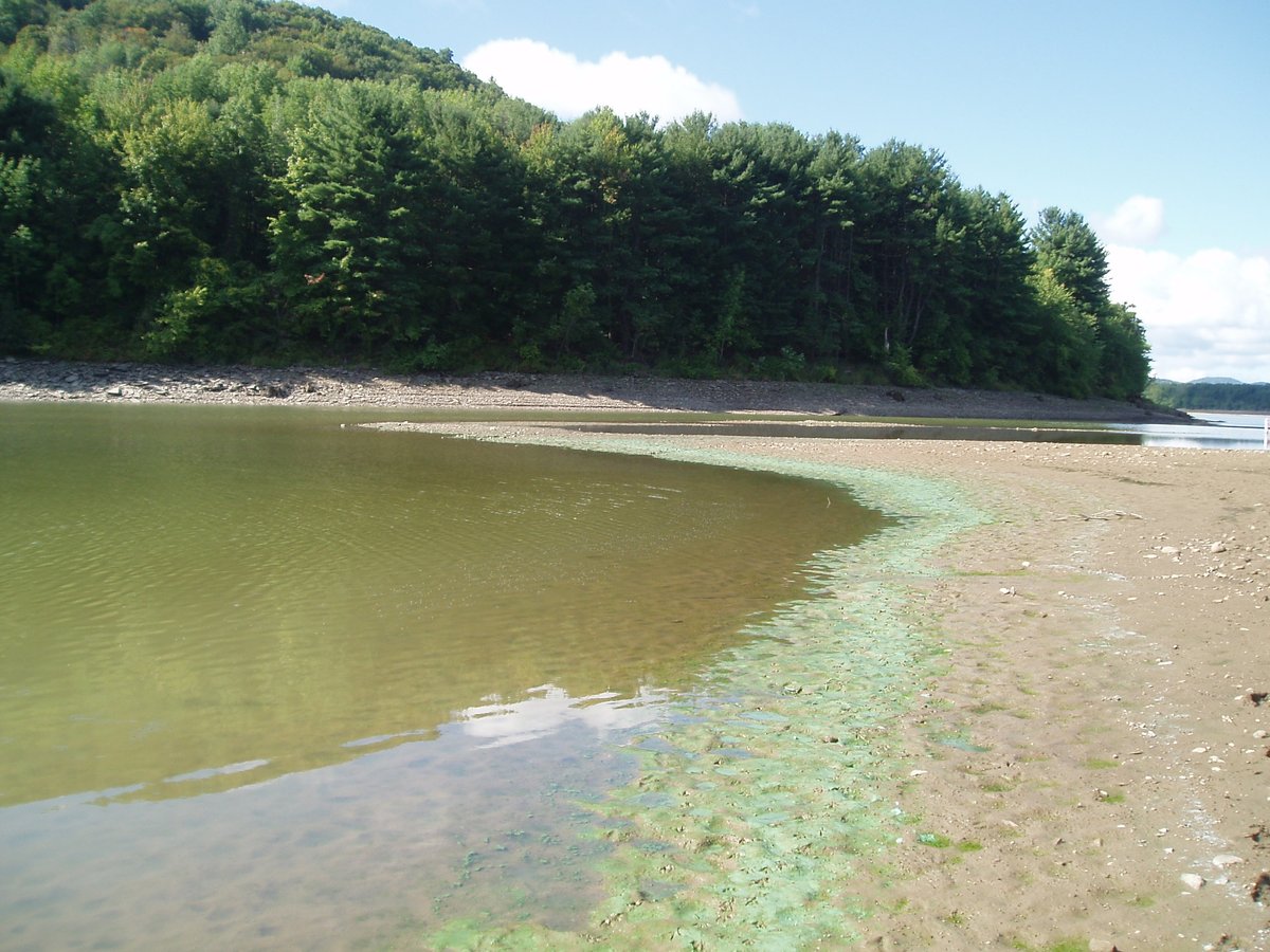 PennsylvaniaDEP's tweet image. DYK? Harmful Algal Blooms (HABs) produce toxins and other chemical compounds that can harm people and animals. 

Learn how to identify suspected HABs, what to do, and how to report them.

➡️ dep.pa.gov/habs