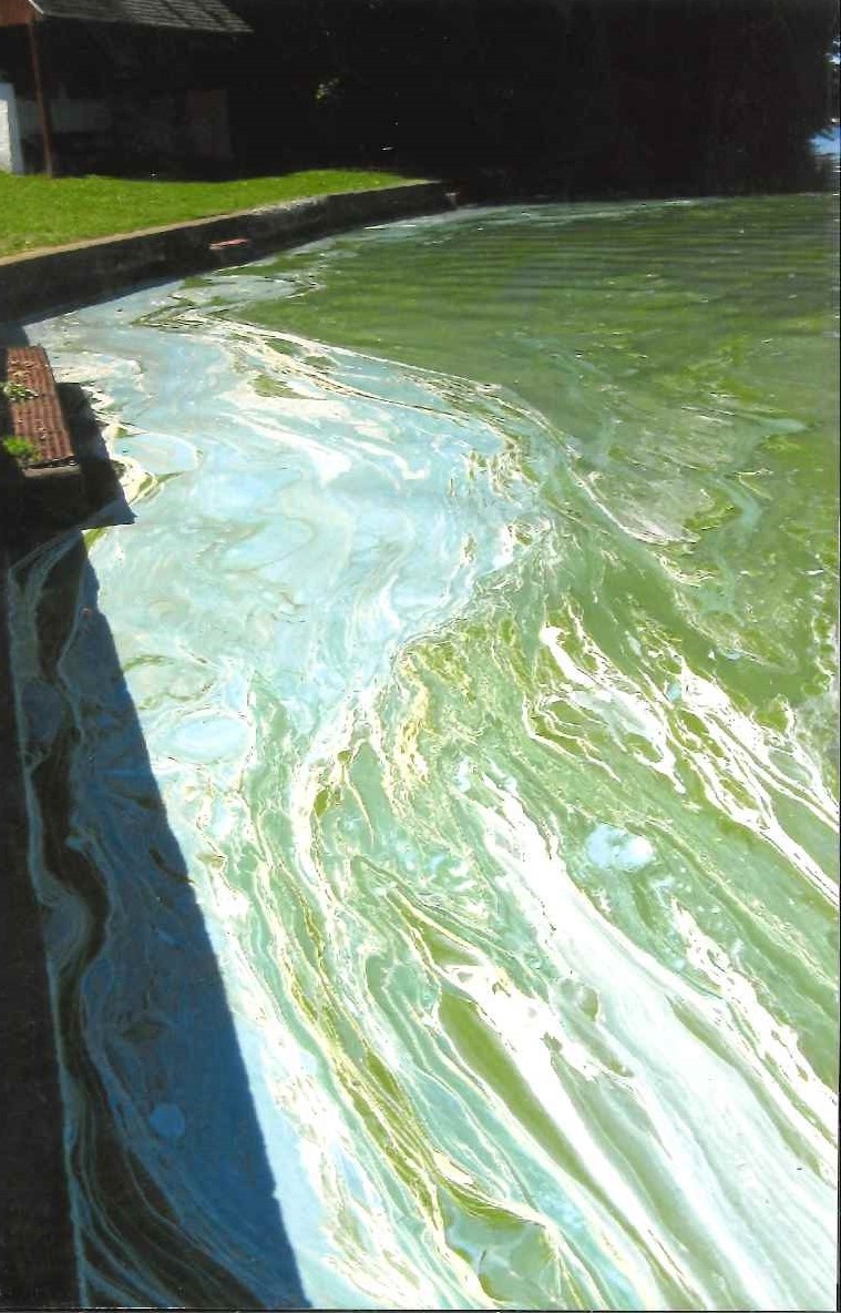 PennsylvaniaDEP's tweet image. DYK? Harmful Algal Blooms (HABs) produce toxins and other chemical compounds that can harm people and animals. 

Learn how to identify suspected HABs, what to do, and how to report them.

➡️ dep.pa.gov/habs