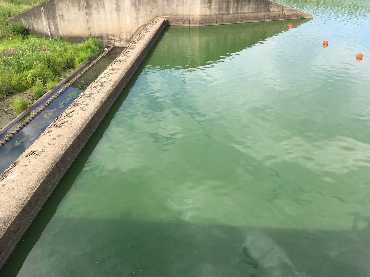 PennsylvaniaDEP's tweet image. DYK? Harmful Algal Blooms (HABs) produce toxins and other chemical compounds that can harm people and animals. 

Learn how to identify suspected HABs, what to do, and how to report them.

➡️ dep.pa.gov/habs