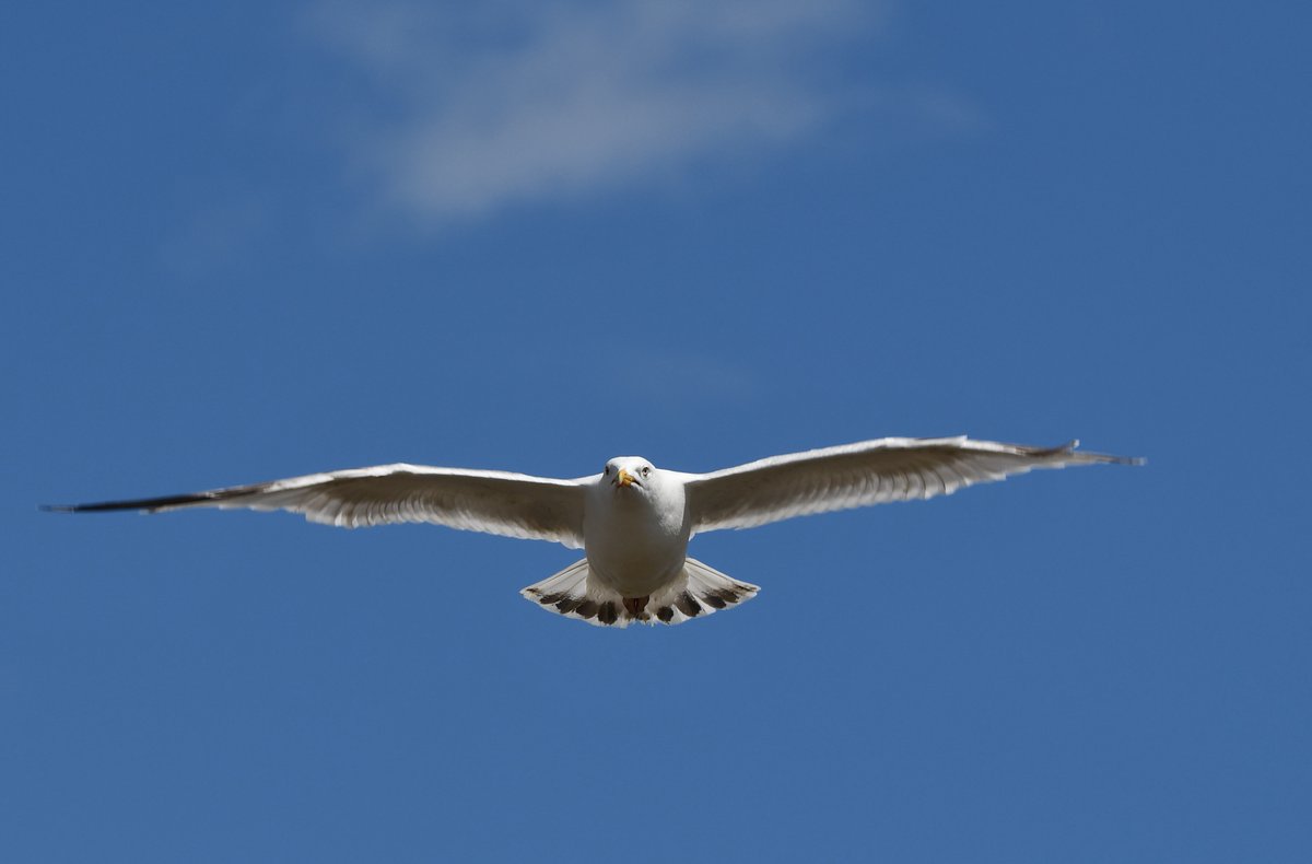 Prof Simon Pringle tweet media