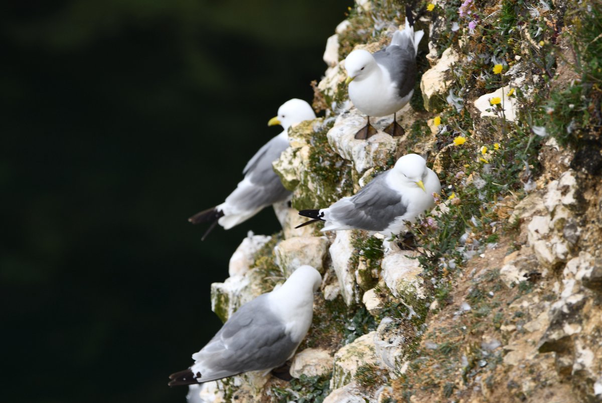 Prof Simon Pringle tweet media