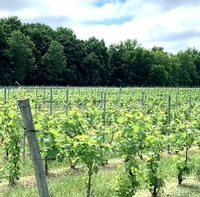 WineReviewOnlin's tweet photo. A Journey to Fennville:  Exploring an Unknown AVA
   By @WayneBeldingMS 
https://t.co/fEFv4t9uYw
#Wine #Fennville #AVA #AmericanViticulturalArea https://t.co/40k4WwxZf8