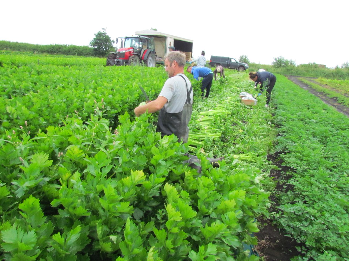 Strawberry Fields 48th year anniversary of #organic growing. Here are the '23 team with one new member after one absconded to Bulgaria without a goodbye at weekend. Meet Asen, Salih, Iliyana, Marina, Violeta, Clyde in foreground. Cutting #celery for @LangridgeOrg @organicnorth