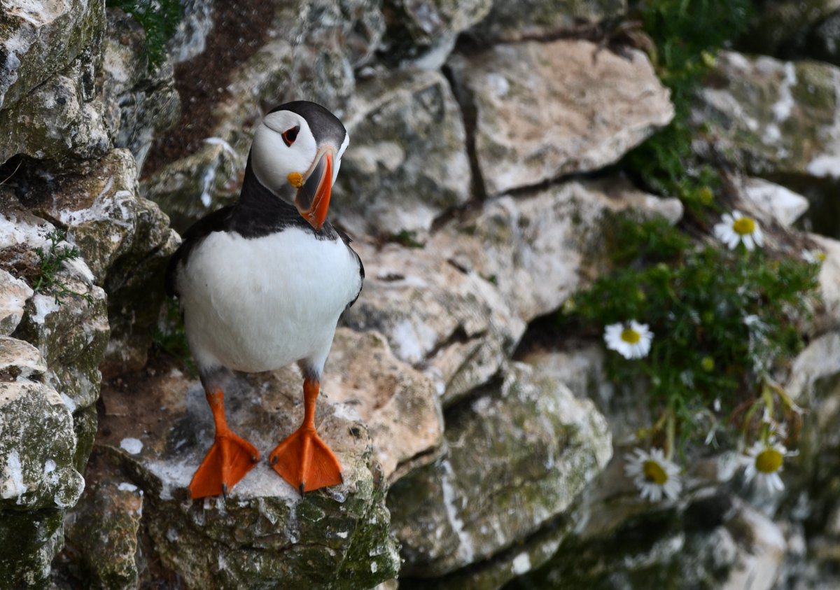 Prof Simon Pringle tweet media