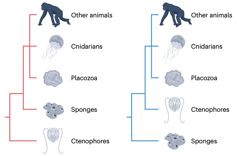 Why haven't we resolved the Tree of Life?
In a NEW publication out in <a href="/NatureRevGenet/">Nature Reviews Genetics</a>, we discuss #biological and analytical factors contributing to #incongruence in the #phylogenomic era and synthesize current best practices for addressing them.

🔗: nature.com/articles/s4157…