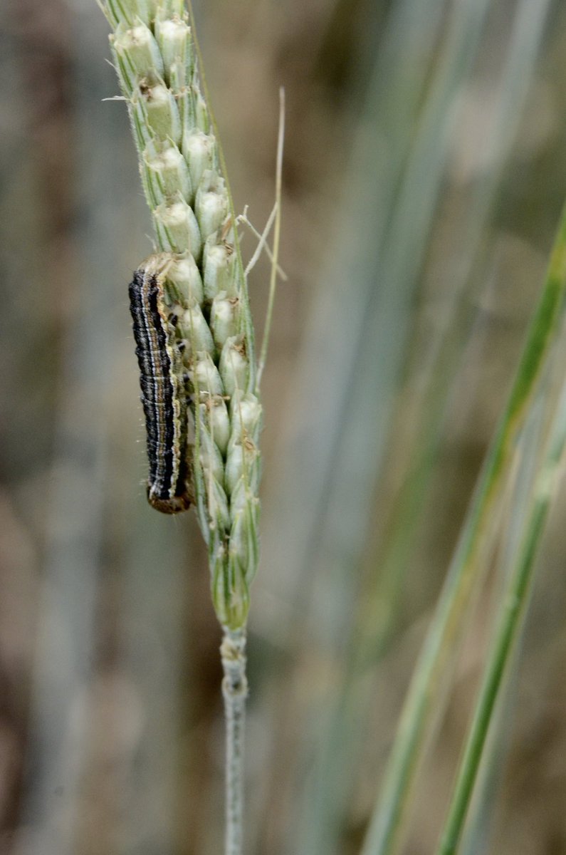 elder_sheila's tweet photo. Watch for #armyworms in cereal crops. We’ve been noticing them in #fallrye & they’re hungry! Chewing off tips of kernels and eating leaves. https://t.co/h3KnXrPr8G