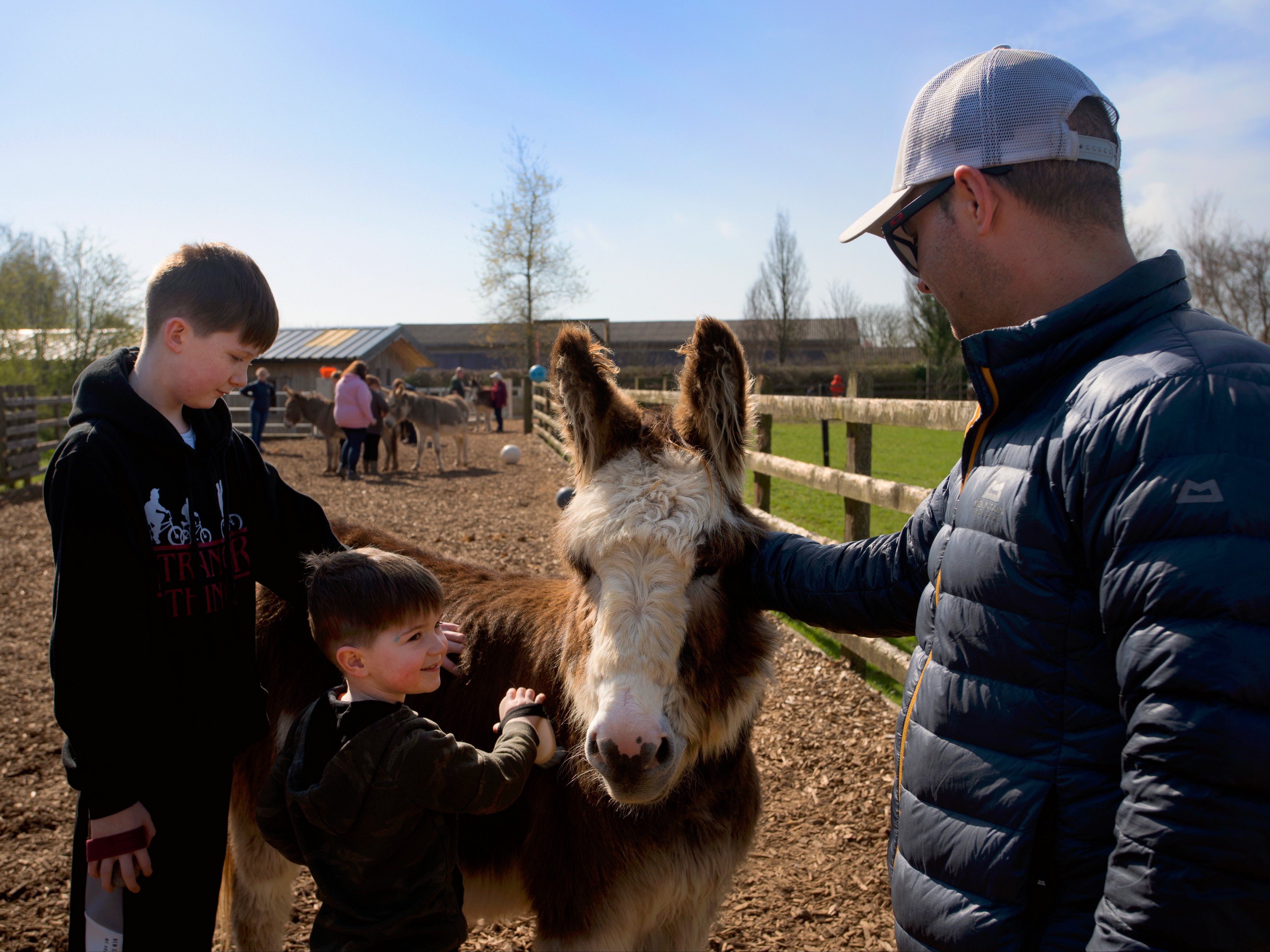 The Donkey Sanctuary (@DonkeySanctuary) / Twitter