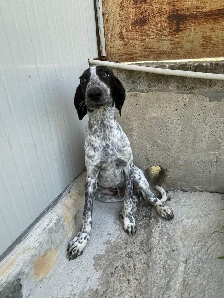 nebbianelsole's tweet photo. Lui è stato adottato due mesi fa e adesso l'hanno riportato in canile, non lo vogliono più, hanno cambiato idea 😡 ma cosa avete nella testa ? 
Lui sono due giorni che non mangia e non beve, è sotto shock, ma prima di adottare fatevi curare il cervello ma da uno bravo però 😡 https://t.co/UVkurprbyN