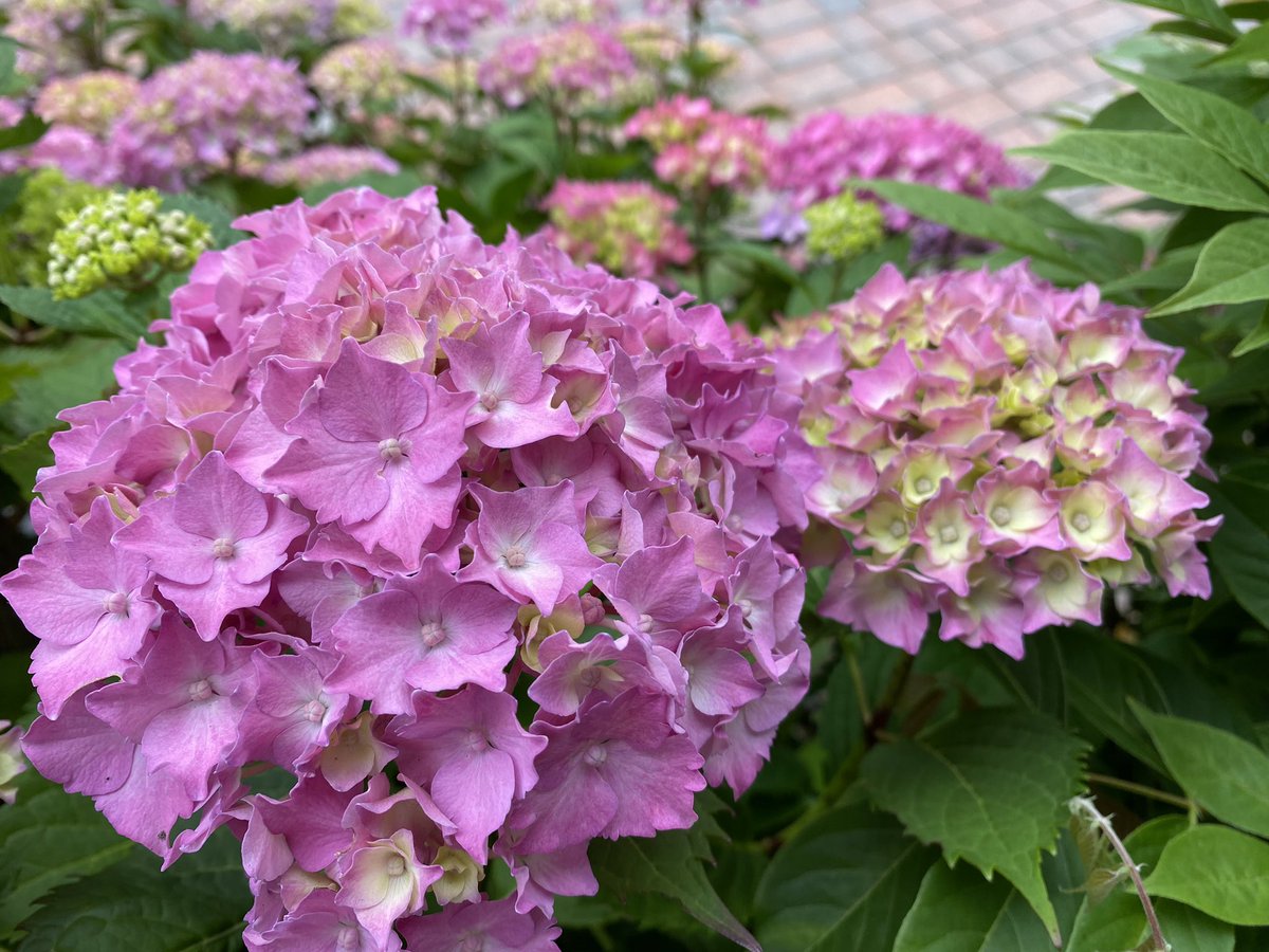 Somewhe07814641's tweet photo. Some real favourites returning in the garden 🎉 
#HydrangeaLove #GardeningTwitter #Flowers https://t.co/kDd5tIQmoh