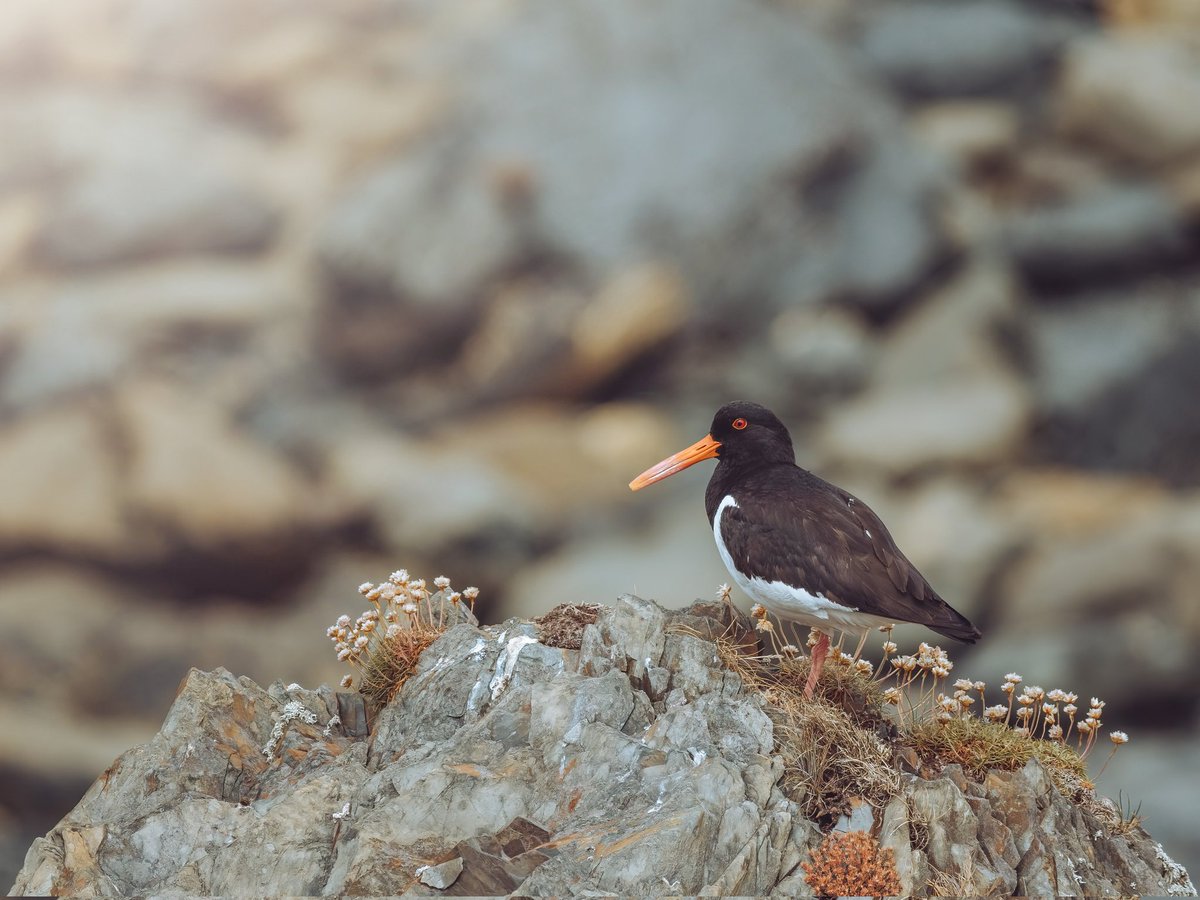 Oyster Catcher - shot taken whilst walking the glorious Anglesey coastal path near Church Bay. The PL 100-400mm working an absolute treat. 

#visitwales #anglesey #angleseycoastalpath #birdphotography #oystercatcher #lumixuk