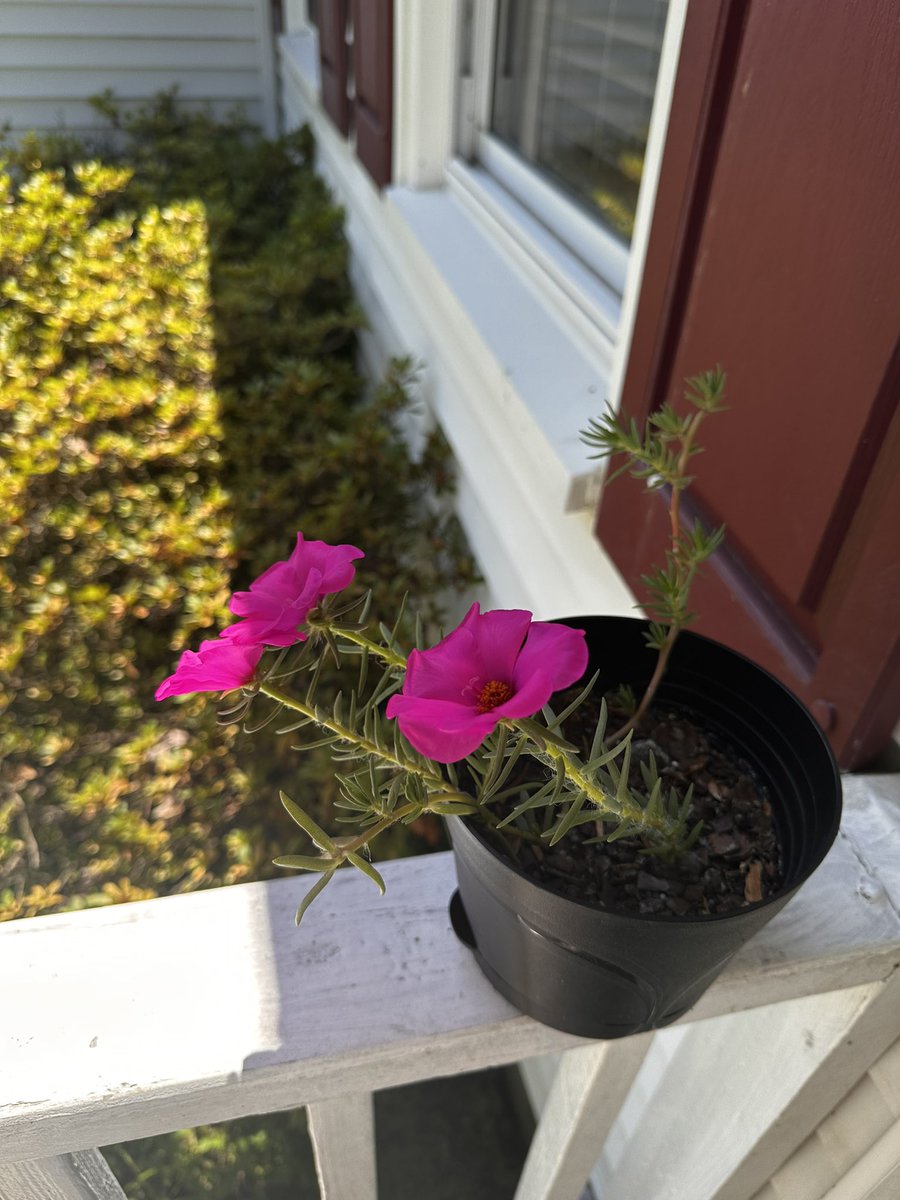 Say hello to my little friend