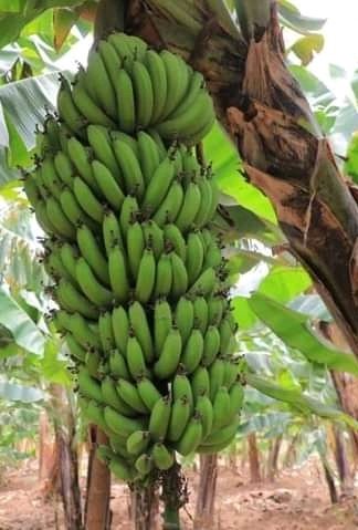 Hailemariam_Kef's tweet photo. I WISH TO ALL ETHIOPIAN MUSLIMS  " A HAPPY IED AL-ADHA /AREFA!/" .
HAND - IN-HAND WE SHALL ACHIEVE OUR GOAL, FOOD AND FOOD SYSTEM SECURED SOCIETY.SOONER ! https://t.co/ykoVAMy2NG
