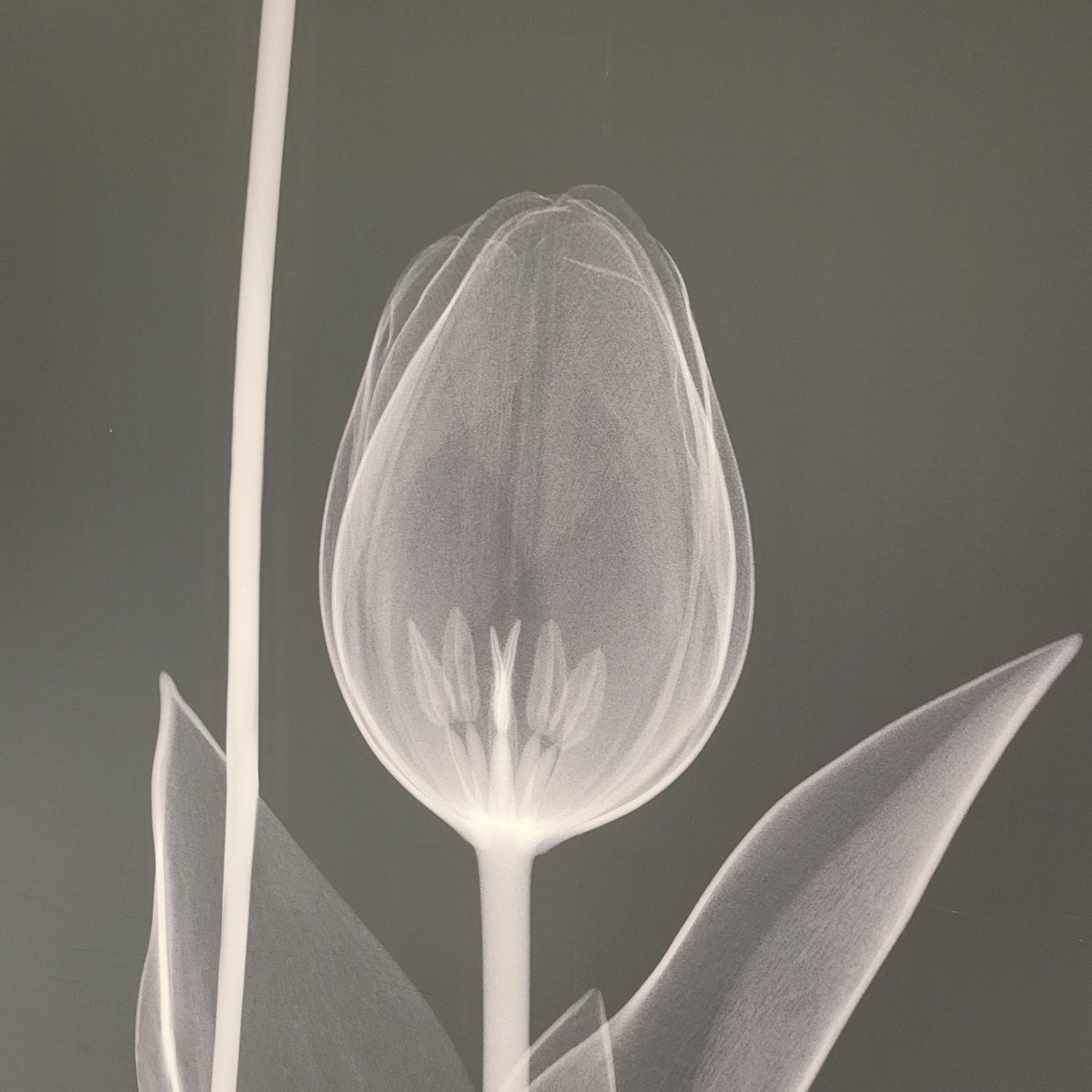 Just when you thought you had seen it all . . . An x-ray of a tulip, beautiful!