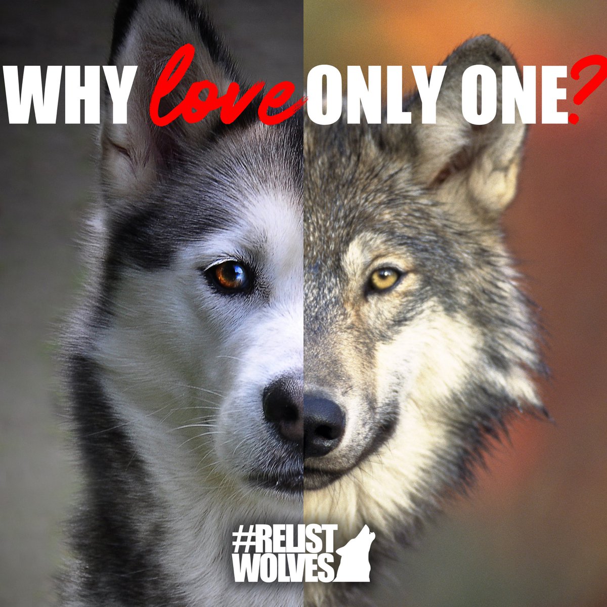 Vitriol for wolves in the U.S. has far-reaching consequences. From egregious wolf hunts, to domestic dogs mistaken for wolves &amp; killed, to proposed anti-wolf legislation in Congress, wolves are under attack. It is time that we remember #AllDogsComeFromWolves — why love only one?