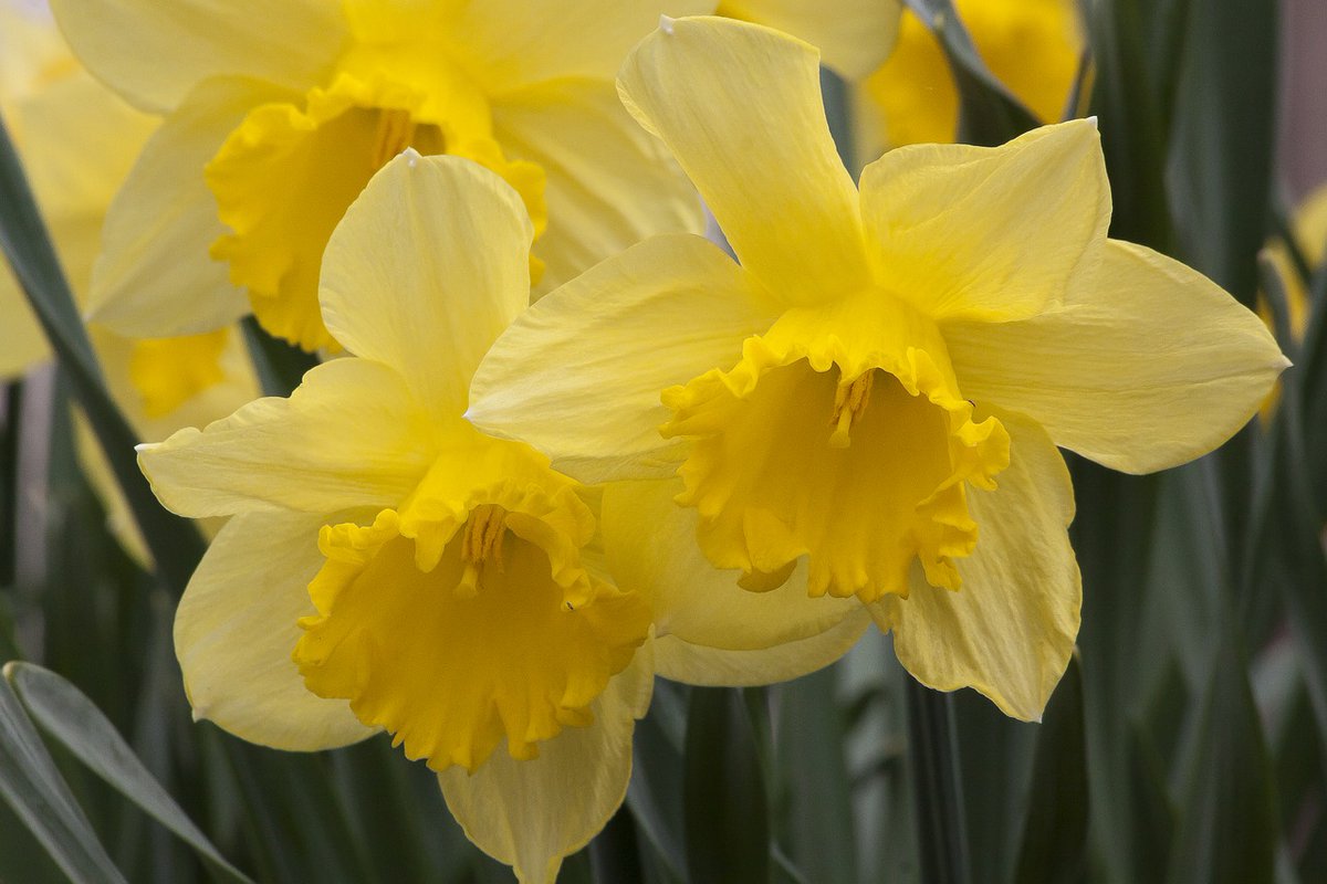 sweetstickyrain's tweet photo. Daffodils, Jonquils and Narcissus: Answer to love vs Respect and pride
https://t.co/gqgbYdIa2y
#Answertolove
#RespectAndPride
#Jonquils
#Jonquil https://t.co/GoUTiWjiCZ