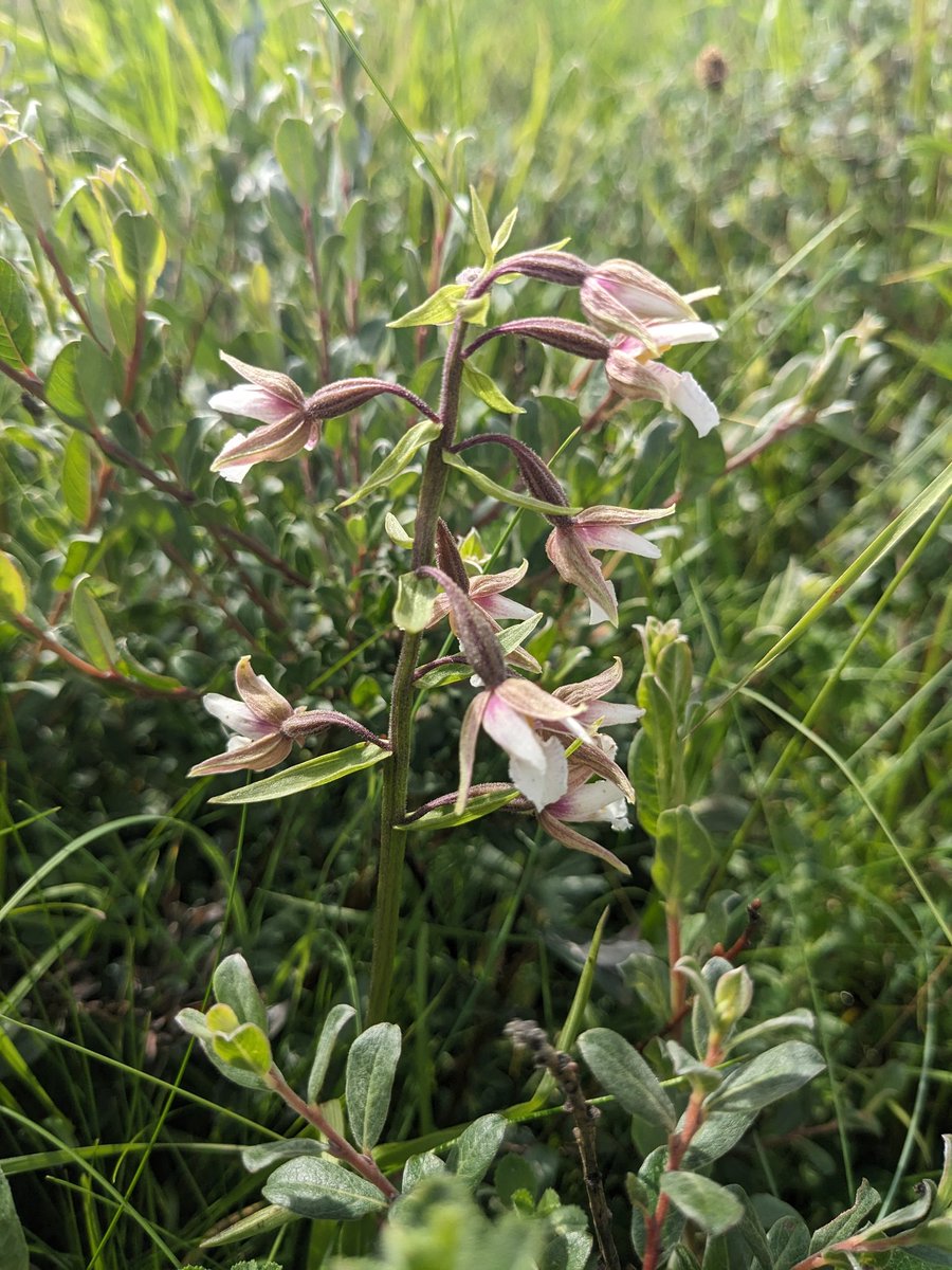 The Bee Team (@beekeepingkids) on Twitter photo Lovely #botany clever people, please could someone identify this for us, one of the flowers seen at #Roanhead, could be one of 5 things apparently! ๐
Thank you!
<a href="/GardenerSier/">Julia Sier</a> <a href="/cumbriawildlife/">CumbriaWildlifeTrust</a> <a href="/Naturalcalendar/">Noticing Nature: the British microseason project</a> <a href="/Ecoentogeek/">Rory Dimond ๐ผ๐ชฐ๐ผ๐๐ผ๐ฆ</a> #wildflowerhour Lovely #botany clever people, please could someone identify this for us, one of the flowers seen at #Roanhead, could be one of 5 things apparently! ๐
Thank you!
<a href="/GardenerSier/">Julia Sier</a> <a href="/cumbriawildlife/">CumbriaWildlifeTrust</a> <a href="/Naturalcalendar/">Noticing Nature: the British microseason project</a> <a href="/Ecoentogeek/">Rory Dimond ๐ผ๐ชฐ๐ผ๐๐ผ๐ฆ</a> #wildflowerhour