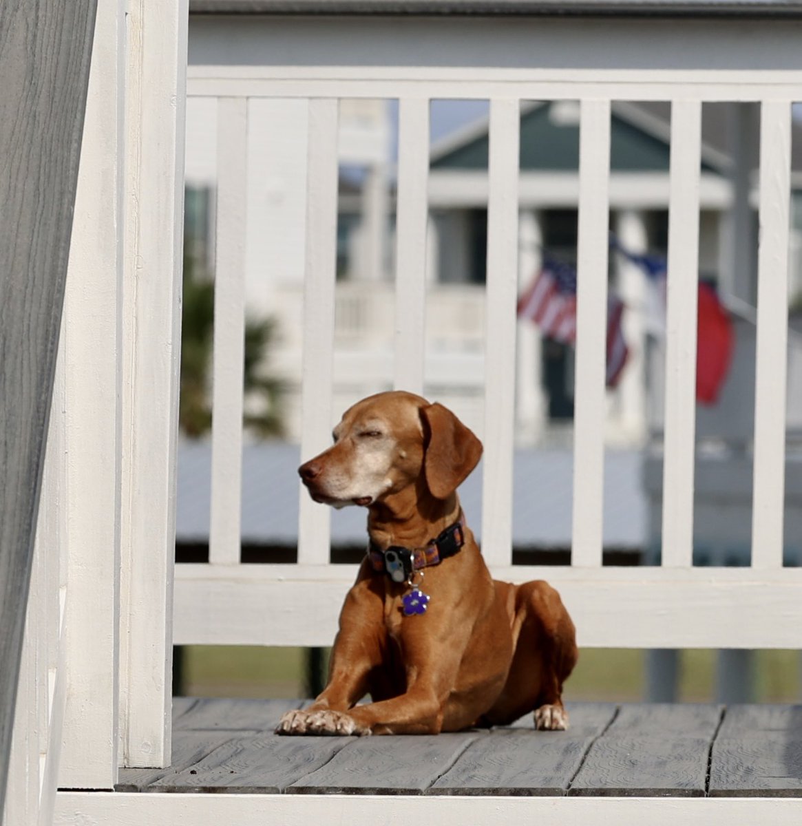 laurabfreeman's tweet photo. @DanaPerino Love this… he’s such a doll. Our Ruby says hi! https://t.co/0hWXD3VCsQ