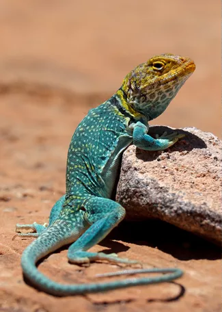 wnpa1938's tweet photo. This collared lizard makes its home at Alibates Flint Quarries National Monument. Take a collared lizard ball cap from our store home with you and take a little wild desert Southwest color with you wherever you go. https://t.co/nYPxh3Bzop https://t.co/1BZmRYvRw3