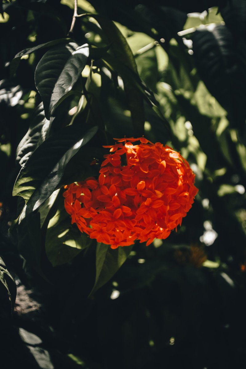 Vibrant!
#nikon #nikonphotography #nature #Flowers #vibrance #lightroom @Lightroom #PHOTOS #fotografia #flowerphotography