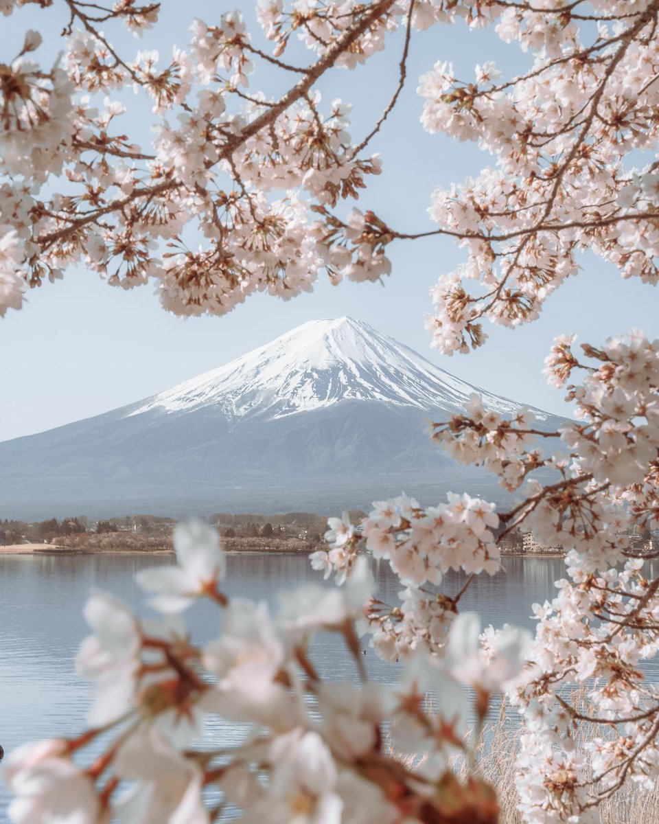 Floral frames for Mount Fuji's majestic grace.
cc: <a href="/Scott_Howes/">Scott Howes</a>
