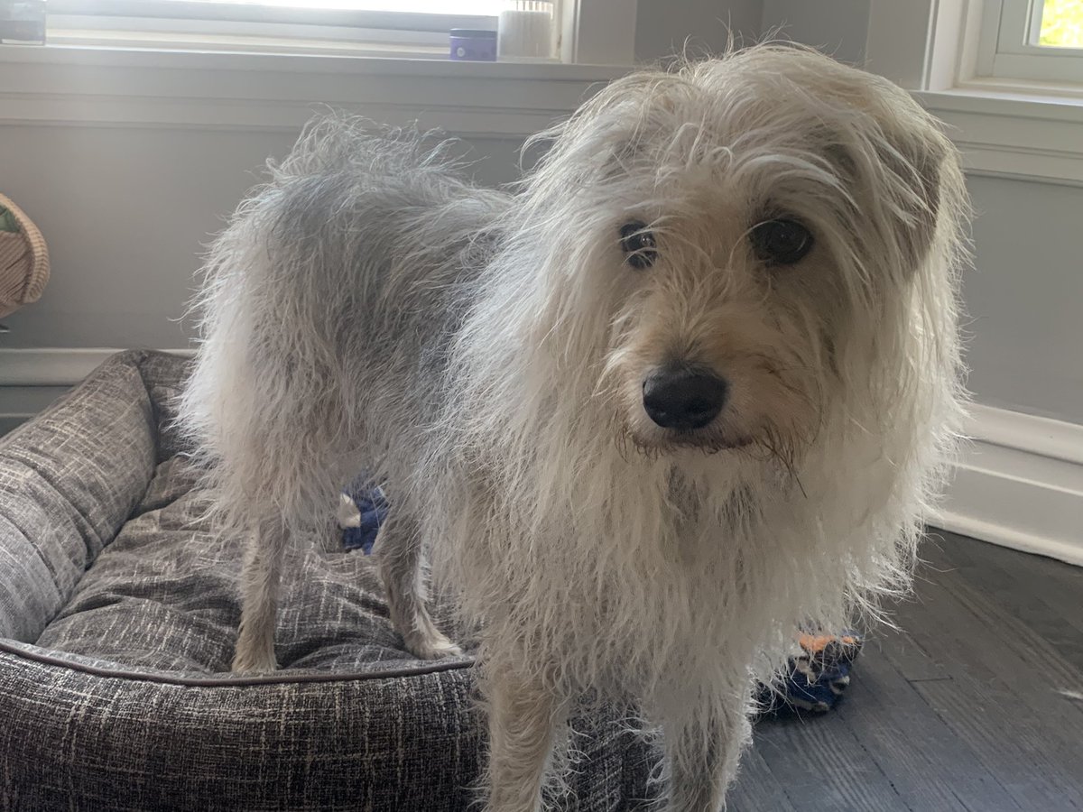 Reckless_Attack's tweet photo. Yes it’s a new episode day but it’s also #poddog Cooper’s gotcha day
Please tell him you love him https://t.co/2tiVzXdSEX