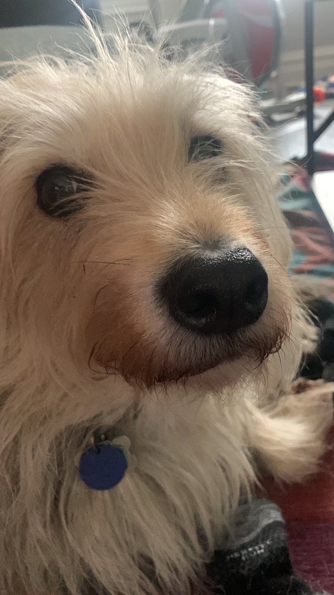 Reckless_Attack's tweet photo. Yes it’s a new episode day but it’s also #poddog Cooper’s gotcha day
Please tell him you love him https://t.co/2tiVzXdSEX