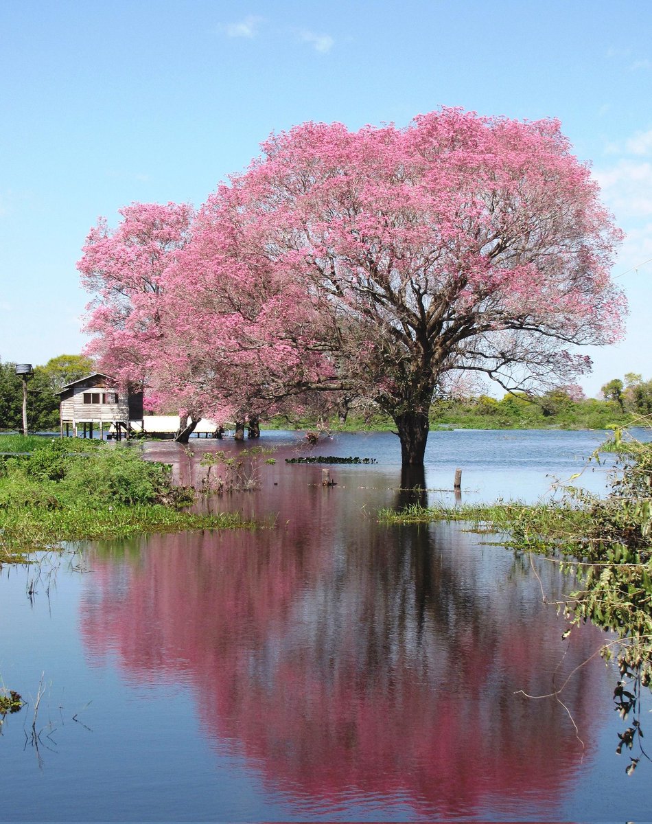 Tuesday🌸 #reflections #NaturePhotography #nature #landscapephotography #landscape #trees #photography #photooftheday #photo #beauty #tuesdayvibe #TuesdayMotivaton