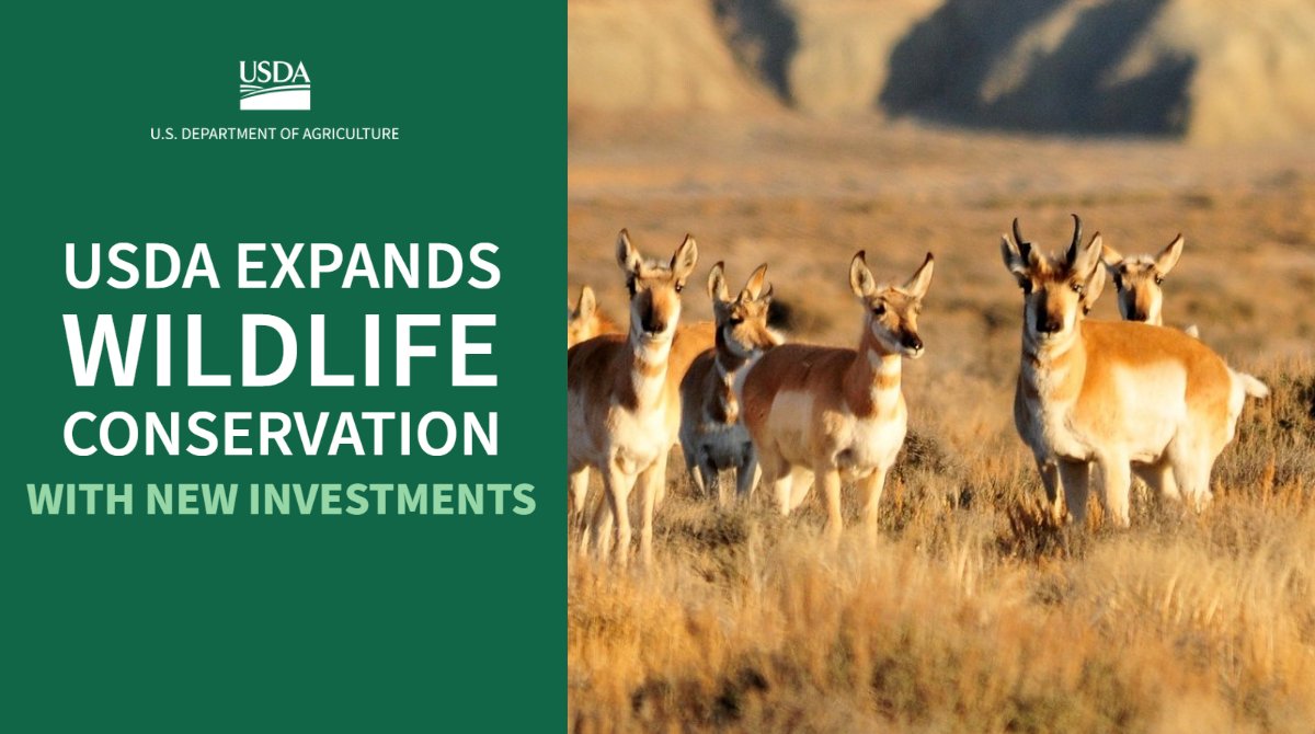 Farm Service Agency (@usdafsa) on Twitter photo .<a href="/USDA/">Dept. of Agriculture</a> announces it will expand its work on wildlife conservation by investing at least $500 million over the next five years and by leveraging all available conservation programs. Details: bit.ly/3poMJqC .<a href="/USDA/">Dept. of Agriculture</a> announces it will expand its work on wildlife conservation by investing at least $500 million over the next five years and by leveraging all available conservation programs. Details: bit.ly/3poMJqC