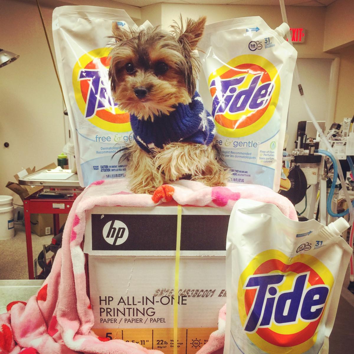 4SNiPit's tweet photo. We are in need of DONATIONS! What can you donate? Our clinic use on a daily basis things like HE detergent, bleach, distilled water... For more items you can visit our Amazon wishlist at https://t.co/t5WyEeXnLM
By donating we can keep offering low cost services to the community! https://t.co/nMzxepB00o
