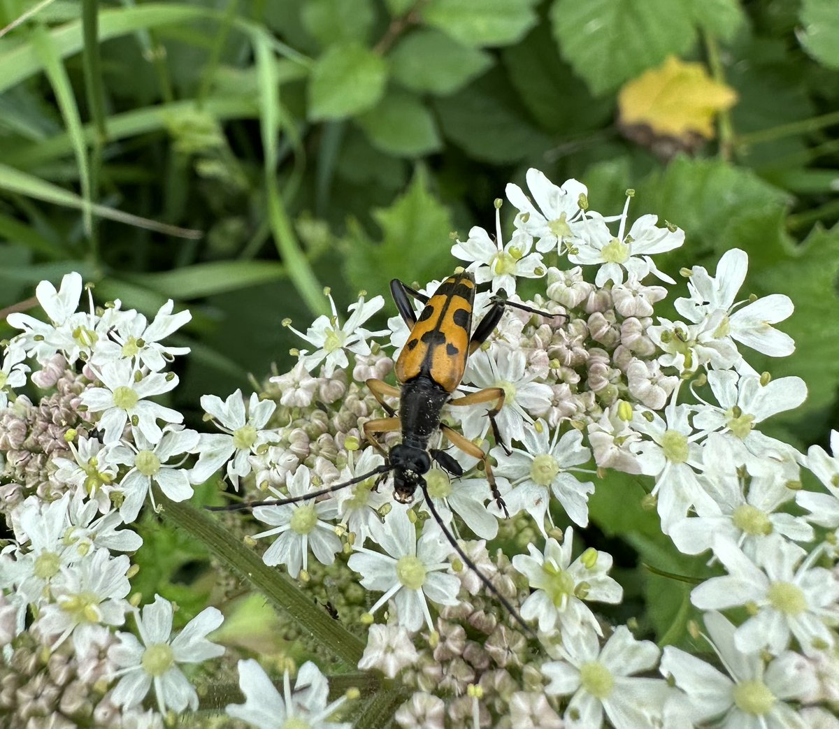 On a very nice trip to Otmoor today where I came across not one but two new (for me) longhorn beetles, firstly this very lovely Rutpela maculata @RSPBotmoor @NLonghornRS